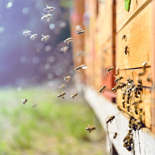 Bienen fliegen in den Bienenstock